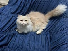 Persian cat / Persian kittens /triple coated/punch face /female Cat