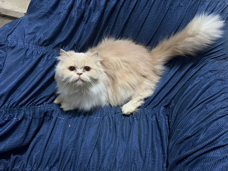 Persian cat / Persian kittens /triple coated/punch face /female Cat 0