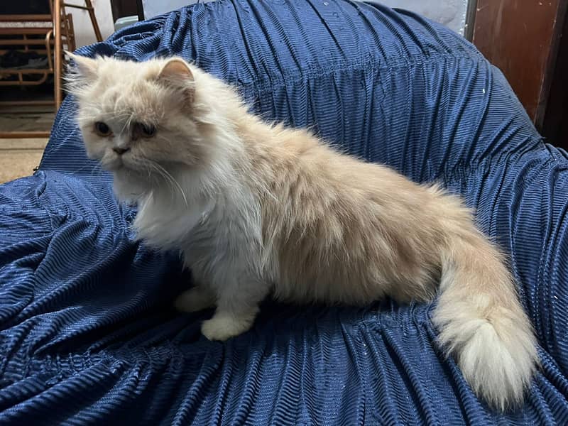 Persian cat / Persian kittens /triple coated/punch face /female Cat 3