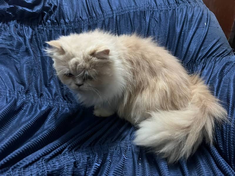 Persian cat / Persian kittens /triple coated/punch face /female Cat 5