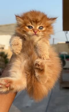 high quality kitten|Punch face Kittens|persian cat|cute|tripple|fluffy