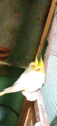 COCKATIEL BREEDING PAIR