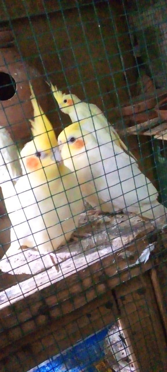 COCKATIEL BREEDING PAIR 1