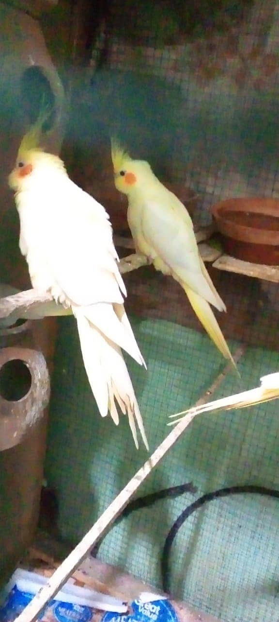 COCKATIEL BREEDING PAIR 2