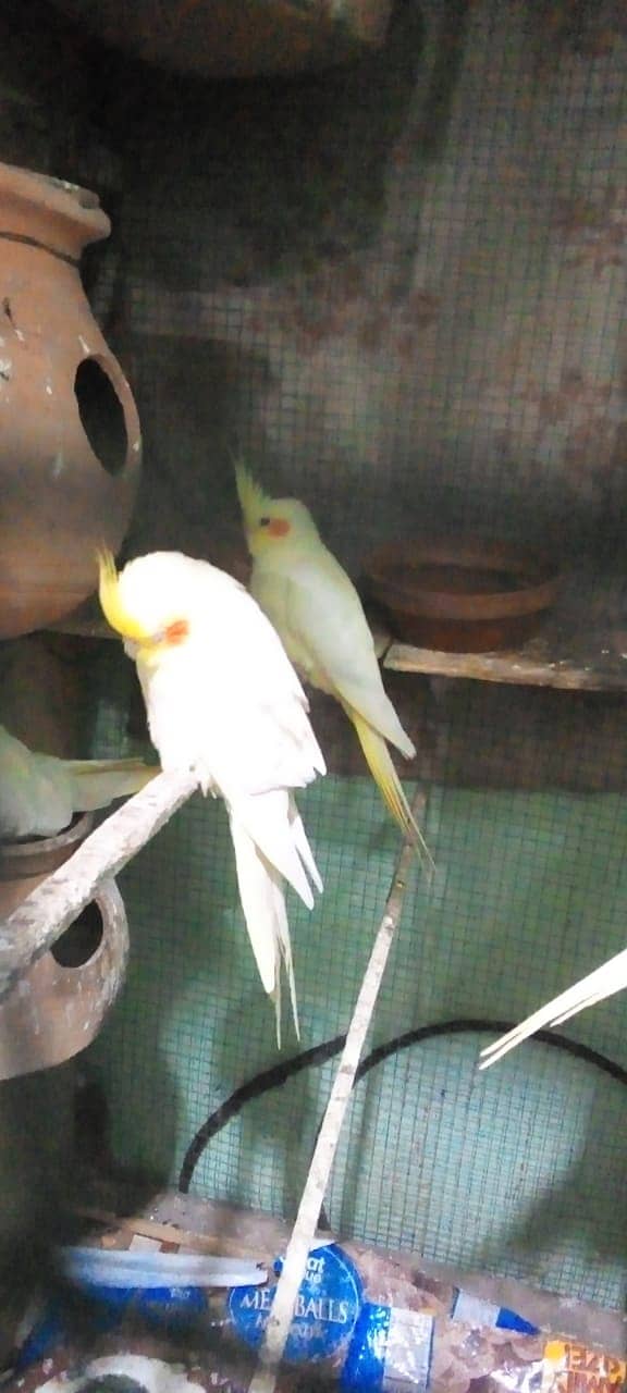 COCKATIEL BREEDING PAIR 3