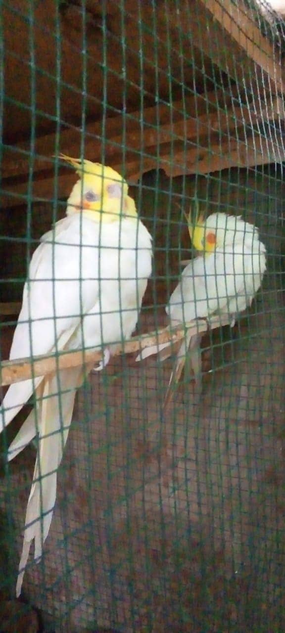 COCKATIEL BREEDING PAIR 4