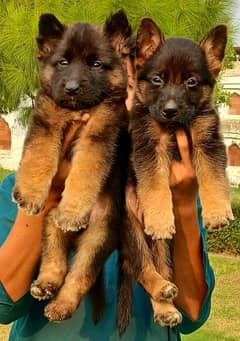 top quality German Shepherd  long pair for sale