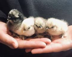 All type of silkie chicks age 2 months for sale