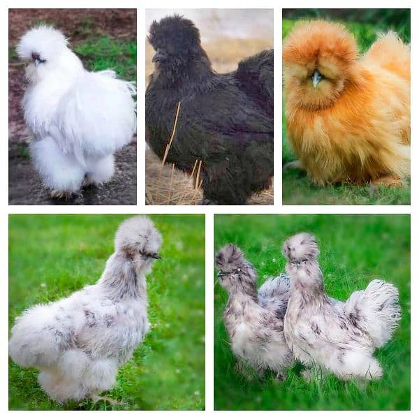 all breeds of fancy chicks and breeders pairs for sale 3