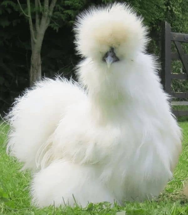 all breeds of fancy chicks and breeders pairs for sale 5