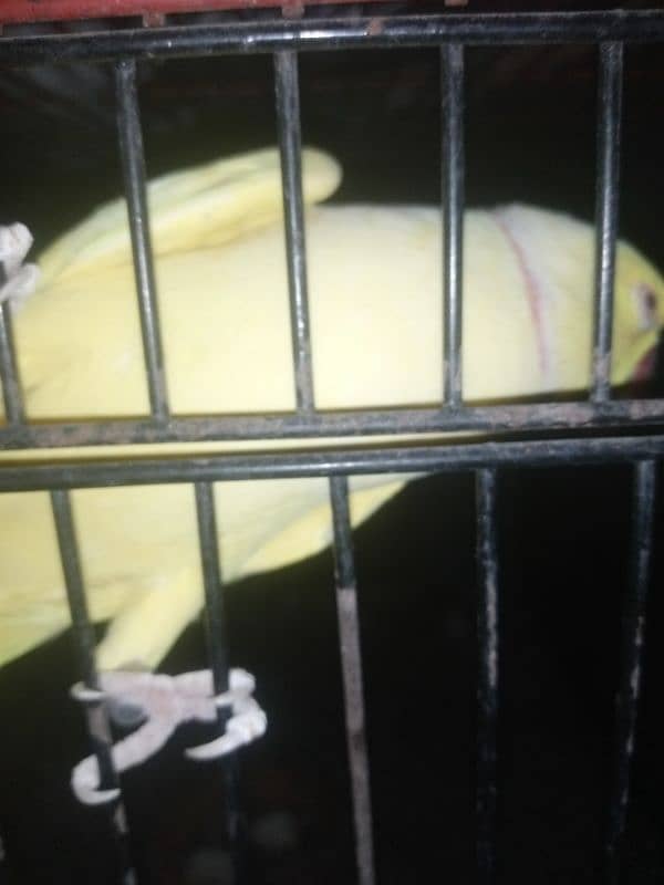 yellow Ringneck 0