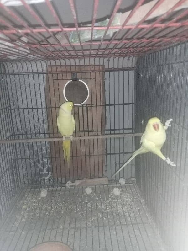 yellow Ringneck 1