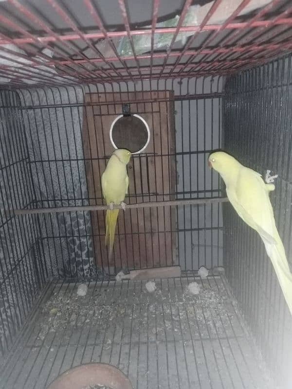 yellow Ringneck 2