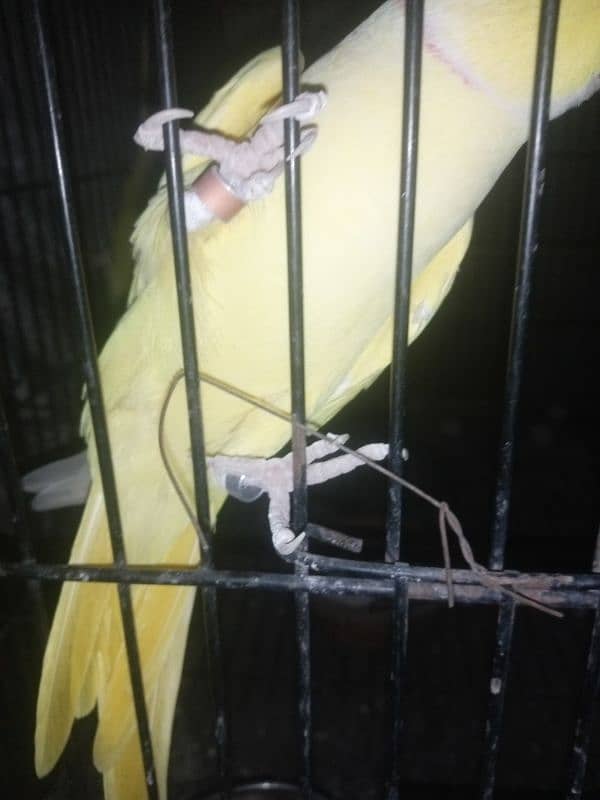 yellow Ringneck 3