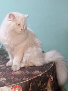 white Russian cat