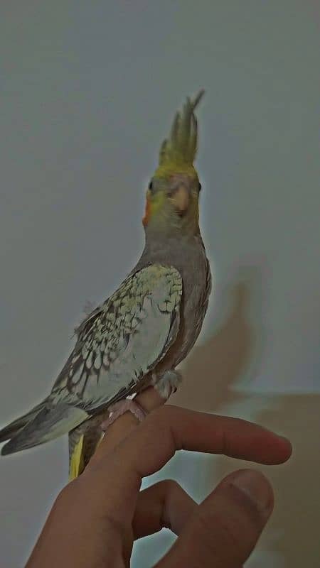 Handtamed With Full Feather Cocktail For Sale 0