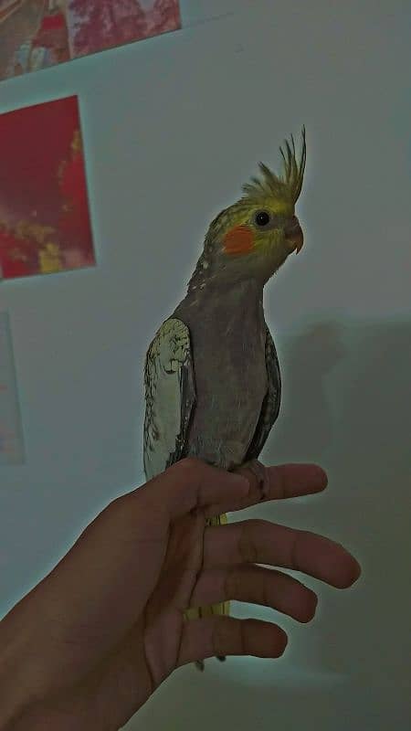 Handtamed With Full Feather Cocktail For Sale 2