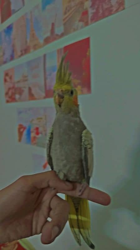 Handtamed With Full Feather Cocktail For Sale 3