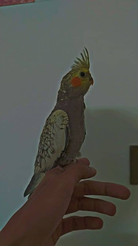 Handtamed With Full Feather Cocktail For Sale 4