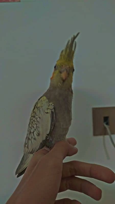 Handtamed With Full Feather Cocktail For Sale 6