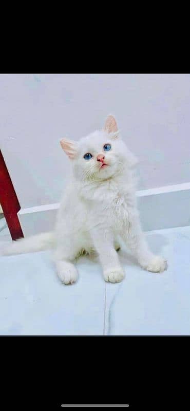 Persian cat vaccination clear for urgent sale 03484580261 0