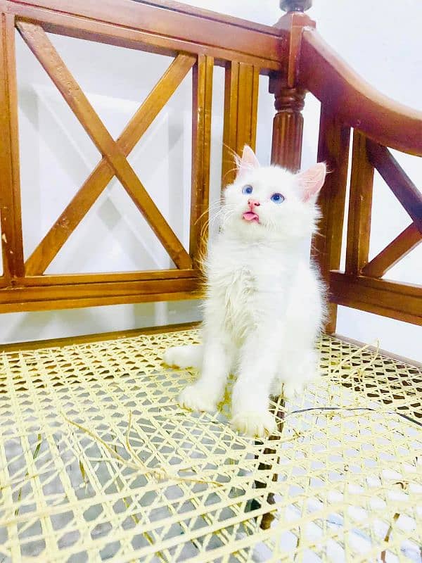 Persian cat vaccination clear for urgent sale 03484580261 2