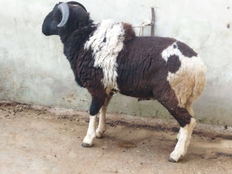 Beautiful Male sheep 1