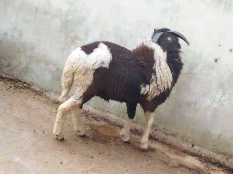 Beautiful Male sheep 2