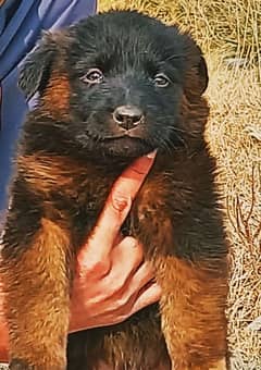 black garman shaft dog  / GSD pup / german shepherd /