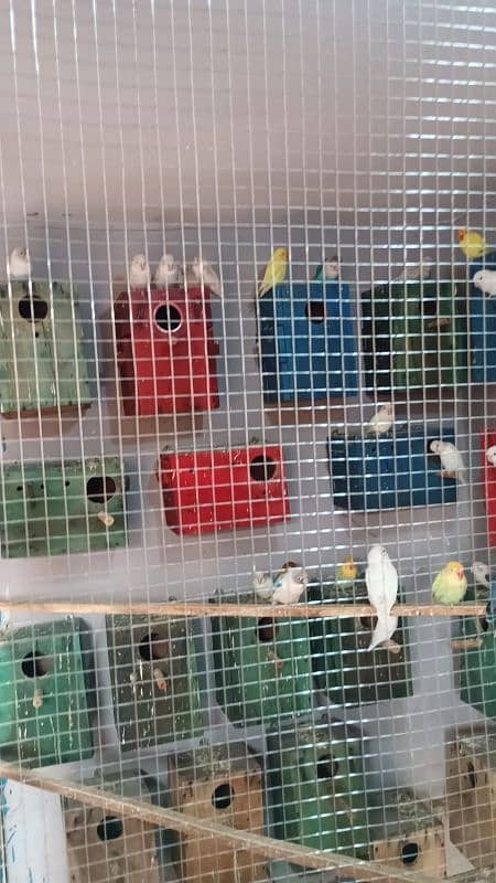 love birds for sale 25 pair contact 03044978032 0