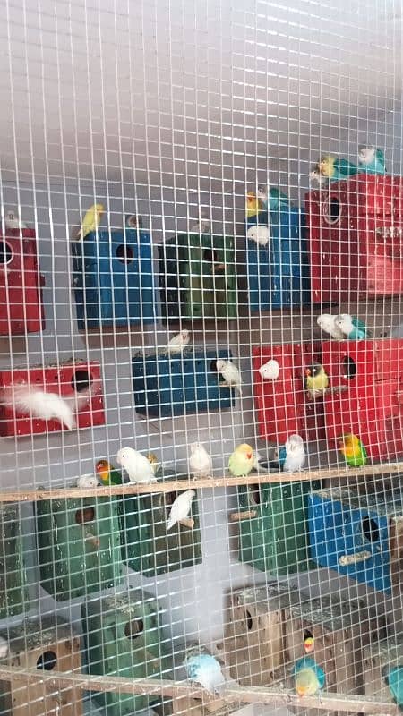 love birds for sale 25 pair contact 03044978032 1