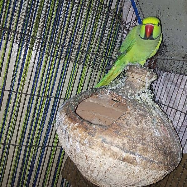 Ringneck green parrot for sell 0