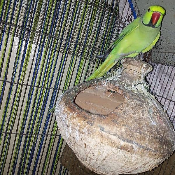 Ringneck green parrot for sell 1