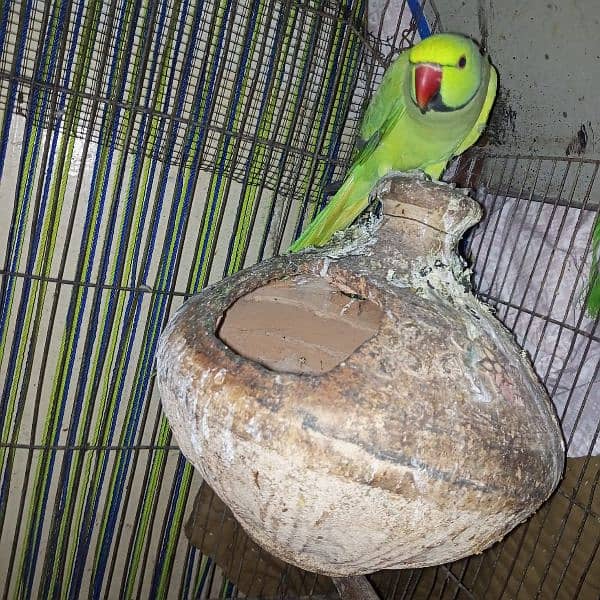 Ringneck green parrot for sell 2