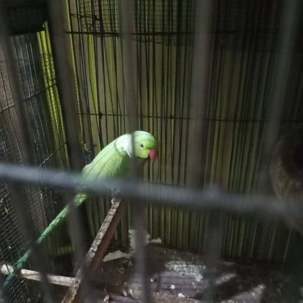 Ringneck green parrot for sell 3