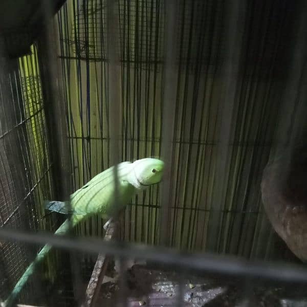 Ringneck green parrot for sell 4