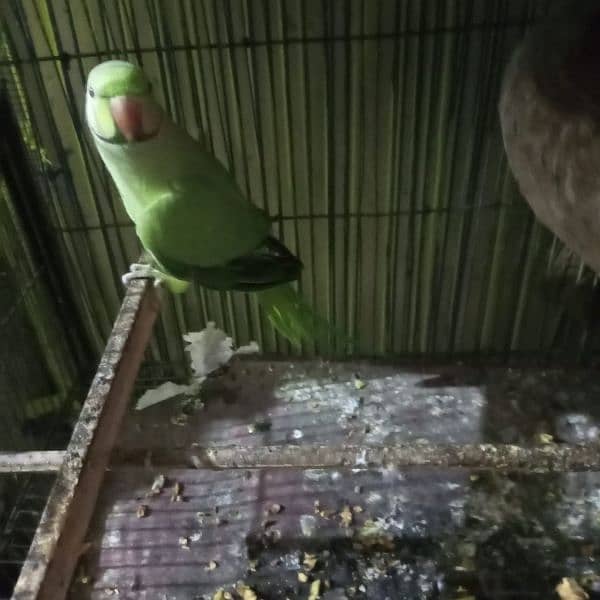 Ringneck green parrot for sell 5