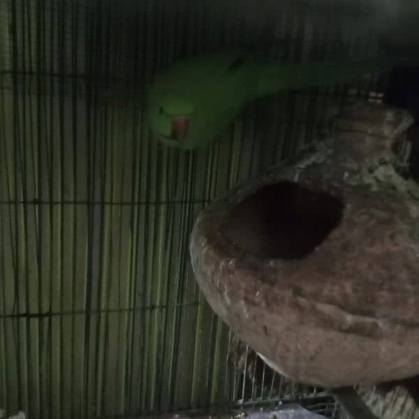 Ringneck green parrot for sell 6