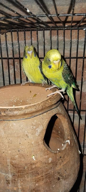 Australian Black Wing Parrot 0