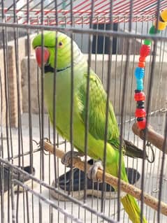 talking parrot mian mithu