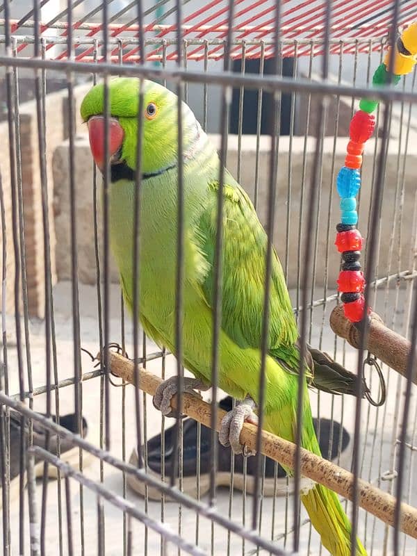 talking parrot mian mithu 0