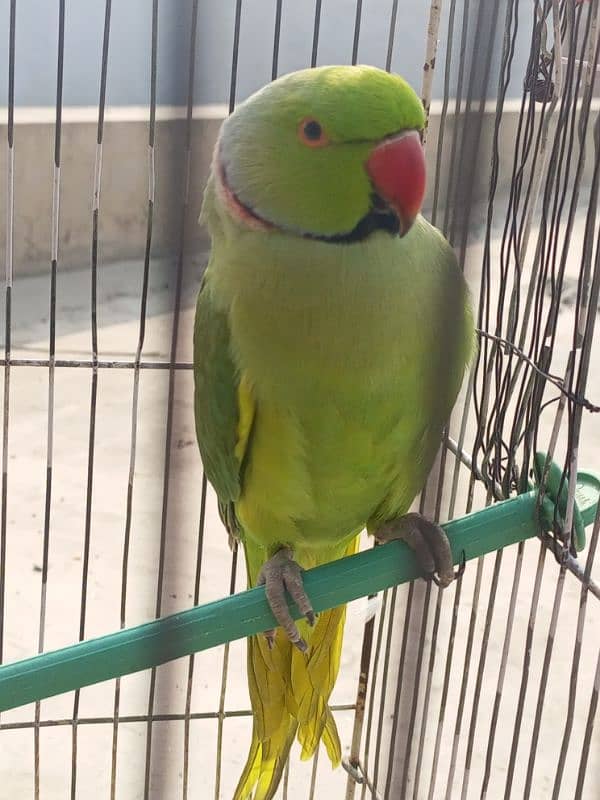 talking parrot mian mithu 1