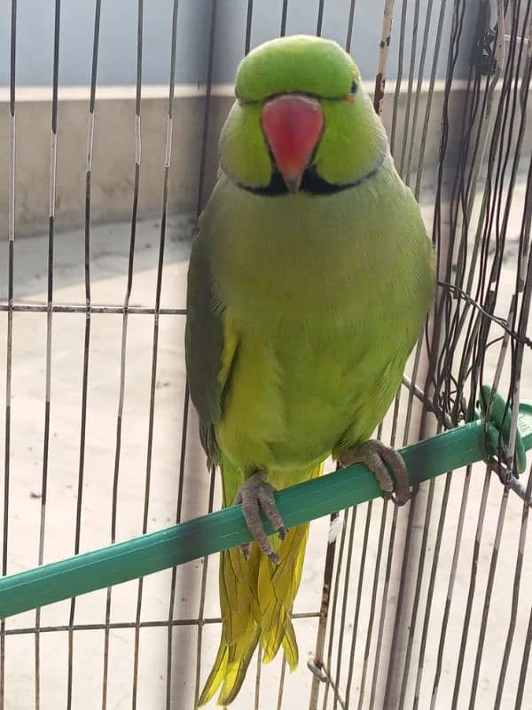 talking parrot mian mithu 2