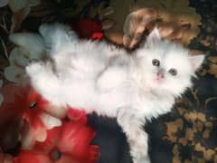 Persian cat vaccination clear for urgent sale 03484580261