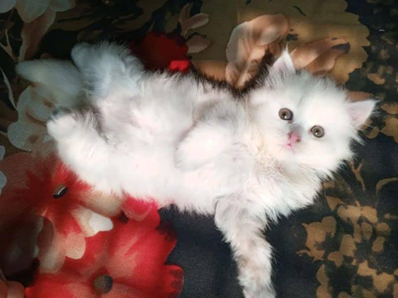 Persian cat vaccination clear for urgent sale 03484580261 0