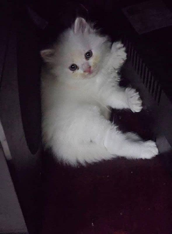 Persian cat vaccination clear for urgent sale 03484580261 1