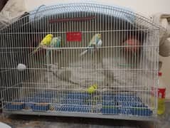 big deal only cage b mil skta or with parrots b 8 parrots hai total