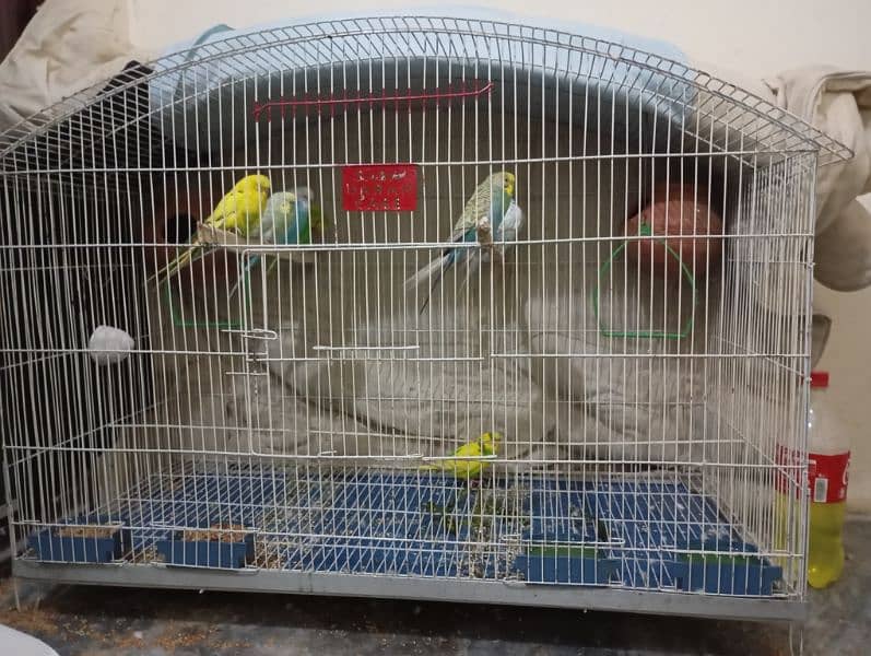 big deal only cage b mil skta or with parrots b 8 parrots hai total 0