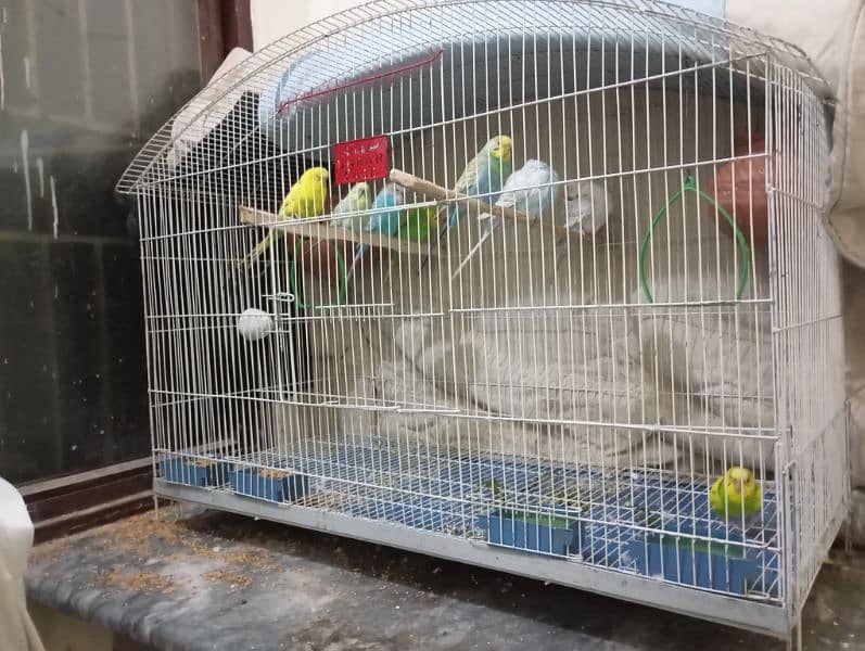 big deal only cage b mil skta or with parrots b 8 parrots hai total 1