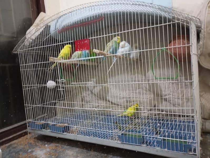 big deal only cage b mil skta or with parrots b 8 parrots hai total 2